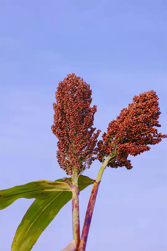 ��(m��ng)֮�{(l��n)�f(shu��)�������@�������m���͸�����