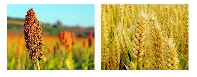 ��С��ԭ�{�≯��