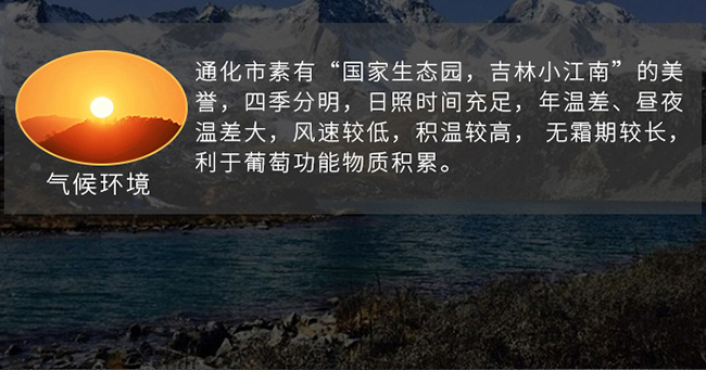 紫桐優(yōu)選冰凍山葡萄酒