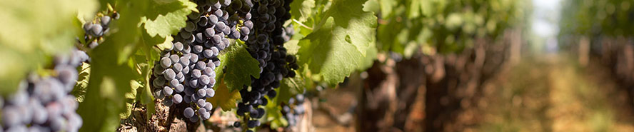 遼寧天池葡萄酒有限公司